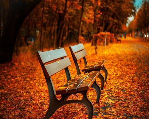 A wooden park bench surrounded by autumn trees inviting for a rest break